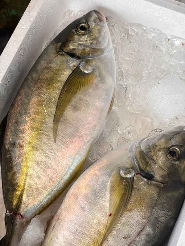 IMG_7087